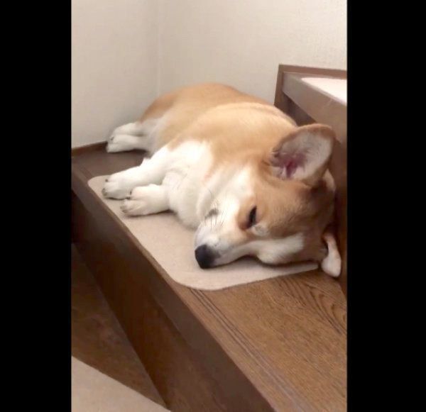 階段で寝ているムギちゃん