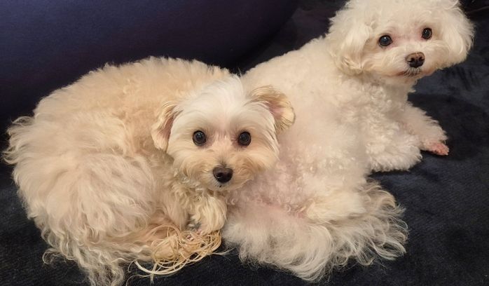 くっついて並ぶ犬(写真:左)と犬(写真:右)