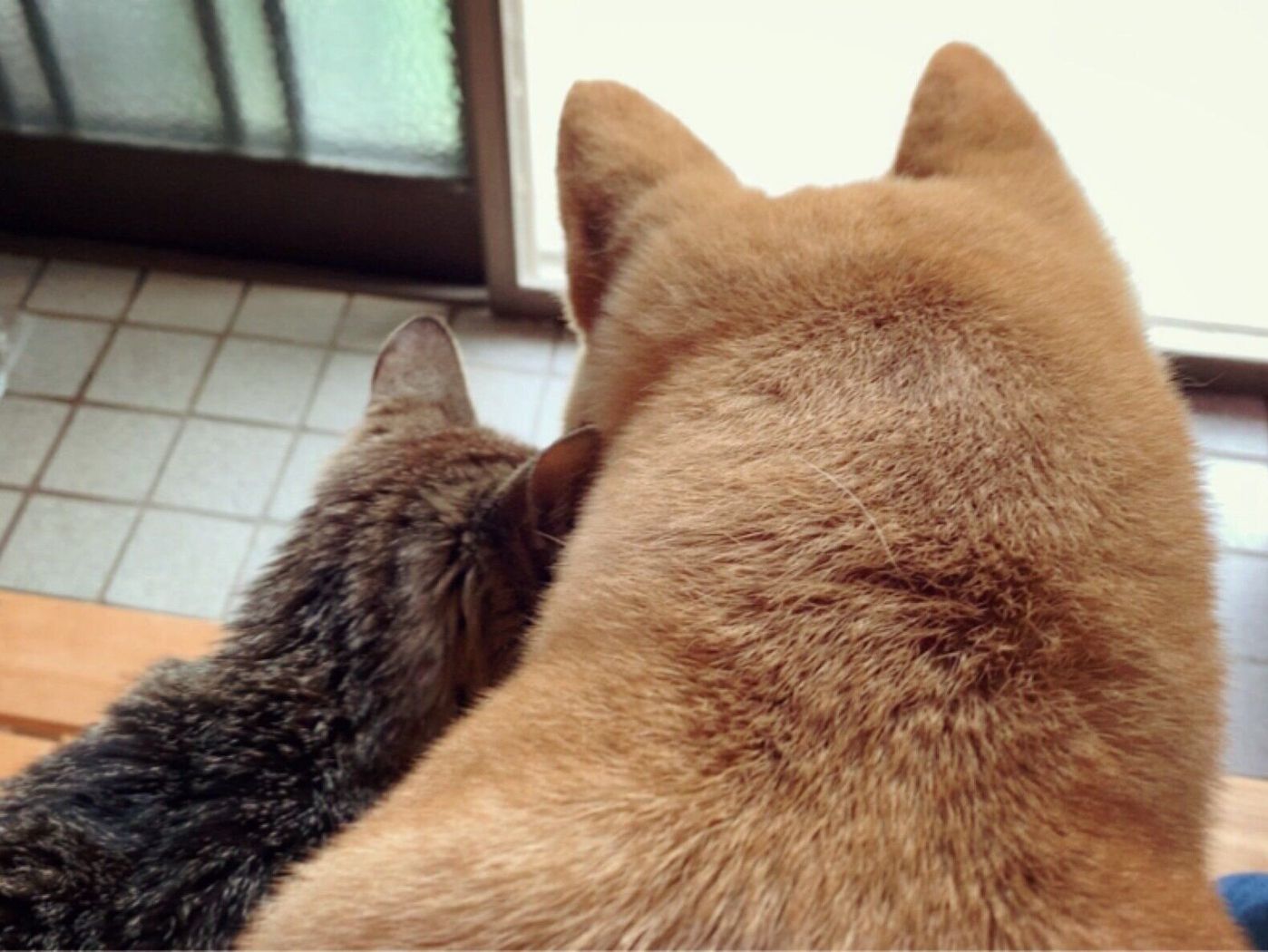 謎の猫の行方は 柴犬ももは気が気じゃなくて 連載 柴犬ももと猫たち Vol 11 いぬのきもちweb Magazine 謎の猫の行方は 柴犬ももは気が気じゃなくて 連載 柴犬ももと猫たち Vol 11 いぬのきもちweb Magazine