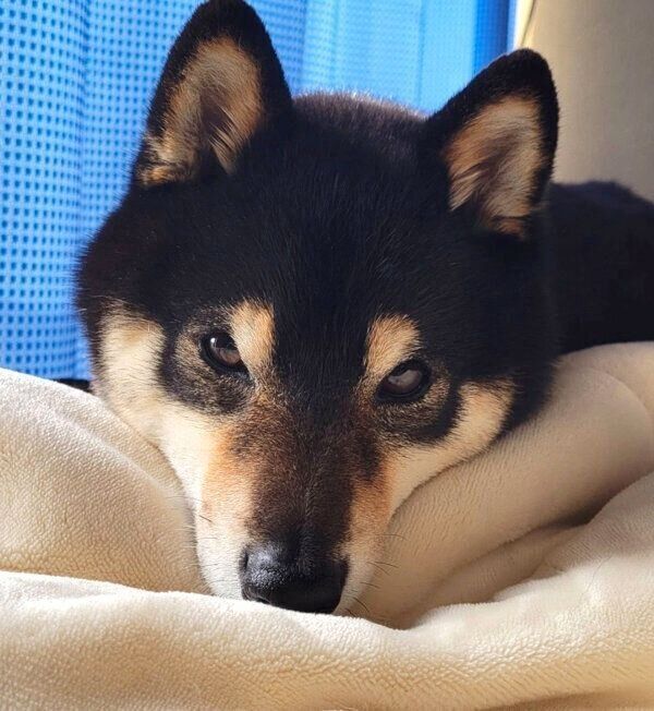 まったりするくま吉くん