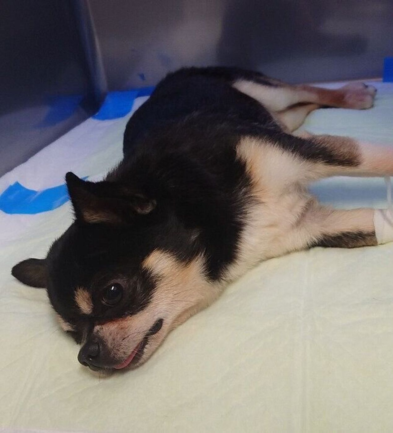 突然 首が硬直し四肢が動かなくなった愛犬 自宅療養での変化から車イスでのリハビリをスタート いぬのきもちweb Magazine 突然 首が硬直し四肢が動かなくなった愛犬 自宅療養での変化から車イスでのリハビリをスタート いぬのきもちweb Magazine