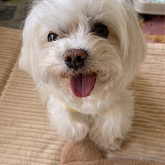 笑顔のマルチーズ