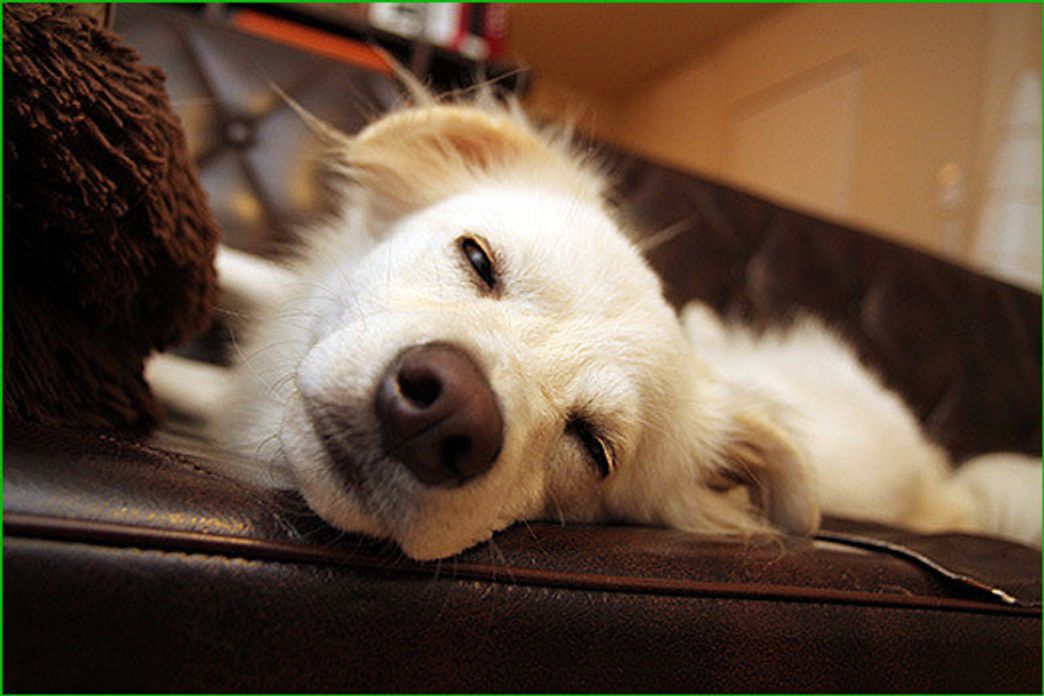犬はなぜ悪夢を見るのか 穴澤賢の犬のはなし いぬのきもちweb Magazine 犬はなぜ悪夢を見るのか 穴澤賢の犬のはなし いぬのきもちweb Magazine