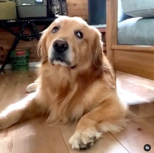 浮かない表情をするモッシュくん