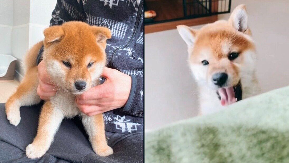 耳の変化が愛らしいもなかまるちゃん