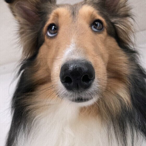 犬のレプトスピラ症とは？ 症状や原因、治療・予防法について獣医師に聞いた いぬのきもち