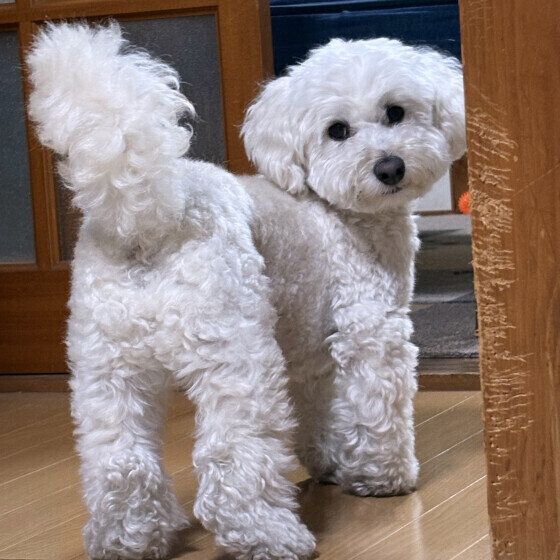 犬がくるくる回る理由は? 犬がくるくる回るタイミングと注意点|いぬのきもちWEB MAGAZINE