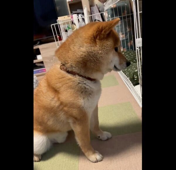 ごはんが出てくるのを待つかぼすくん