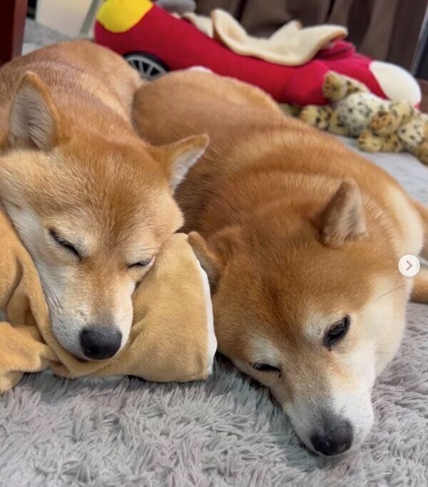 仲良く眠るラムちゃんとサニーちゃん