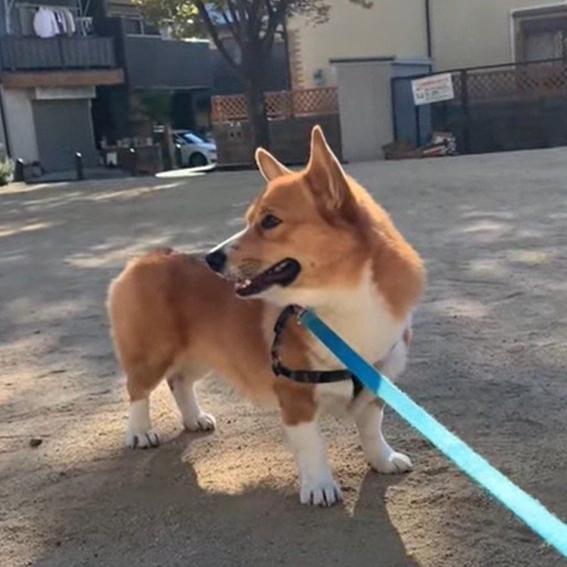 ちょっと奥手なコナン君