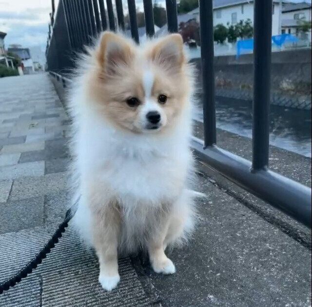 散歩の途中で川沿いの道に座り込むピカルディくん