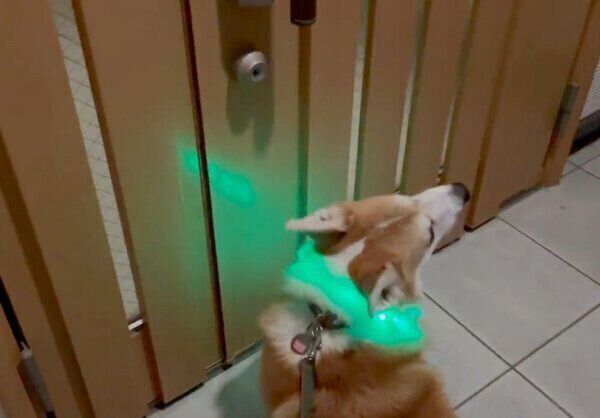 散歩を3分で拒否して帰宅したガブちゃん