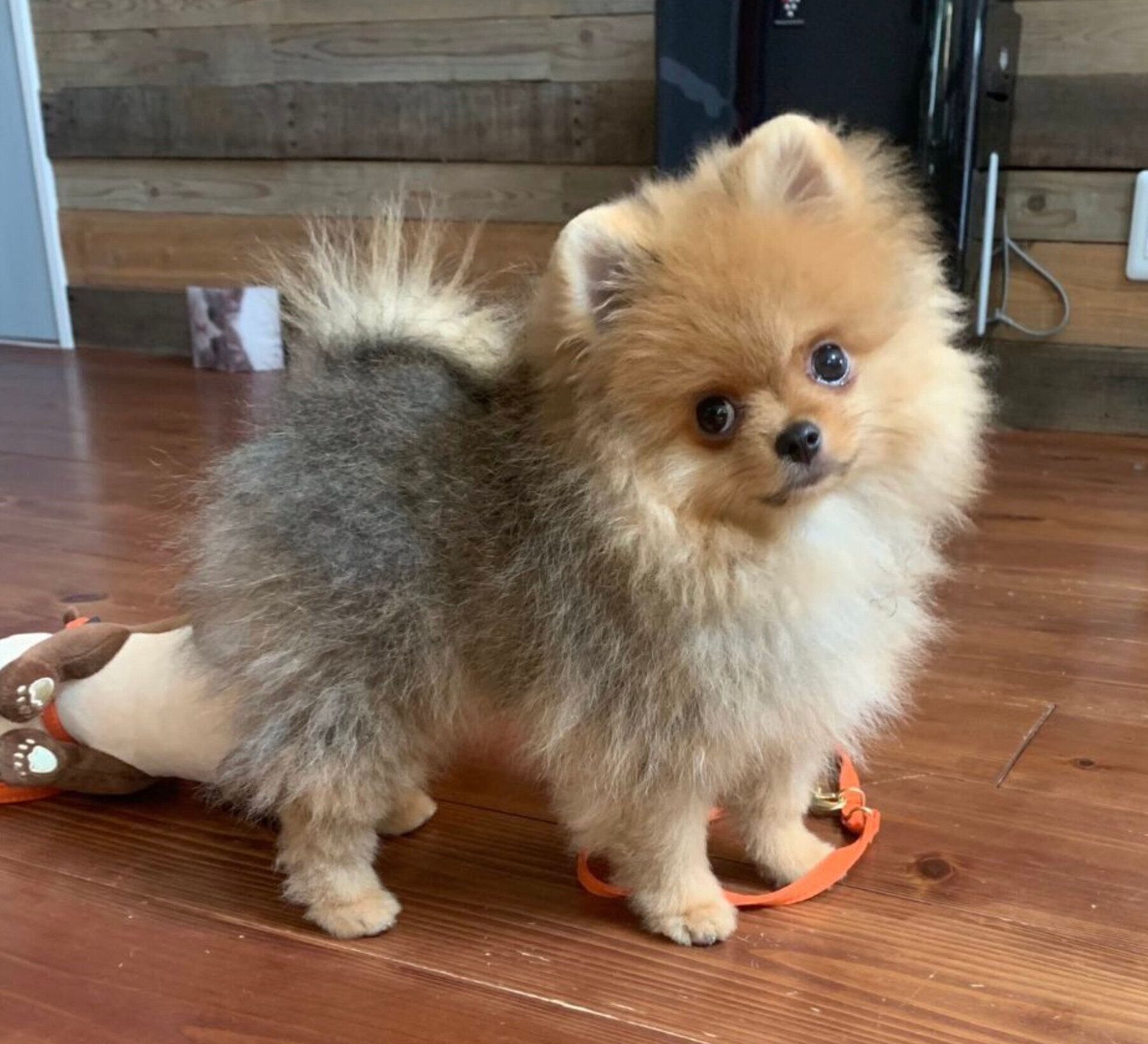 見つめるうりくん