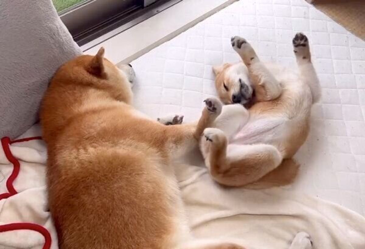 寝相が悪い妹犬が 最終的には 兄犬とまったく同じ寝姿に 尊すぎる光景 癒されます の声 いぬのきもちweb Magazine 寝相が悪い妹犬が 最終的には 兄犬とまったく同じ寝姿に 尊すぎる光景 癒されます の声 いぬのきもちweb Magazine