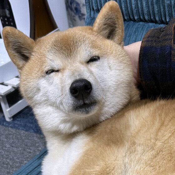 柴　おやすみなさい