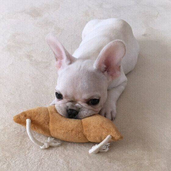 犬がピーピー鳴く理由と対処法 鼻を鳴らす犬の特徴とは? いぬのきもち