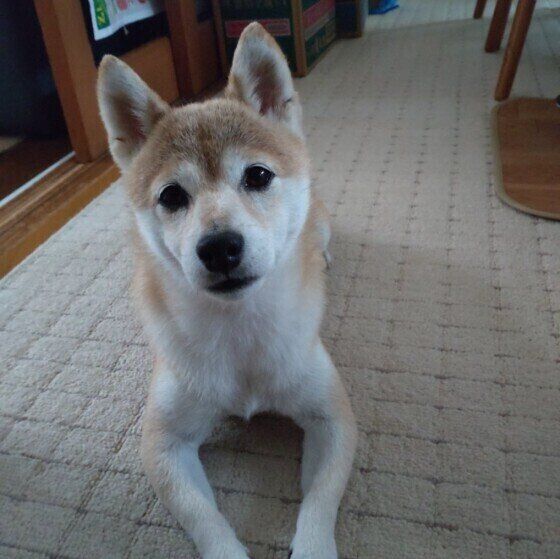 ベージュのじゅうたんの上に腹這いになって少し首を傾げて健気な表情でカメラを見つめる茶色と白の柴犬