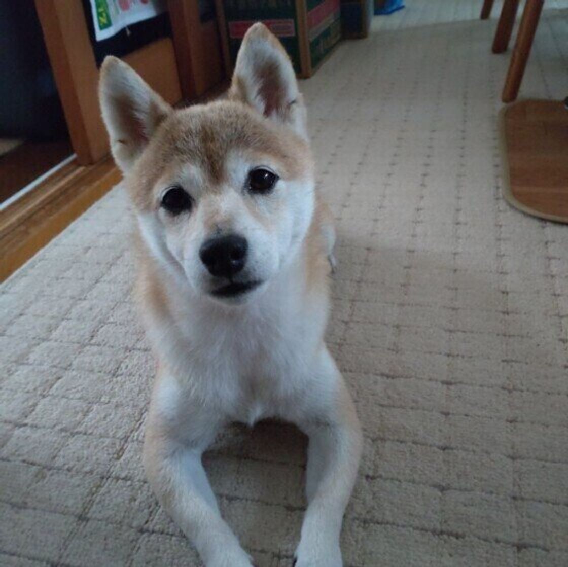 獣医師監修 犬にほうれん草を与えるときは注意が必要 与えるメリットとデメリットを解説 いぬのきもちweb Magazine 獣医師監修 犬にほうれん草を与えるときは注意が必要 与えるメリットとデメリットを解説 いぬのきもちweb Magazine