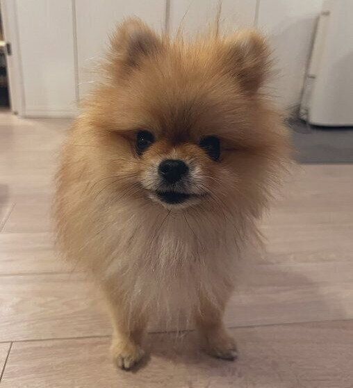 飼い主さんに笑顔を向けるルンドちゃん