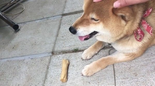 ナデナデされる柴犬