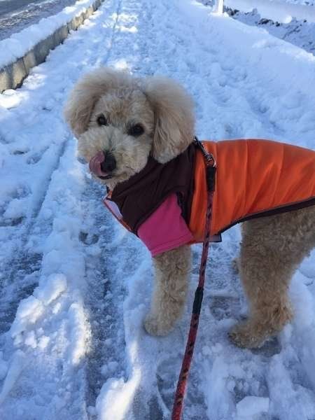 寒い冬は散歩の質を上げて犬の充実感を高めよう