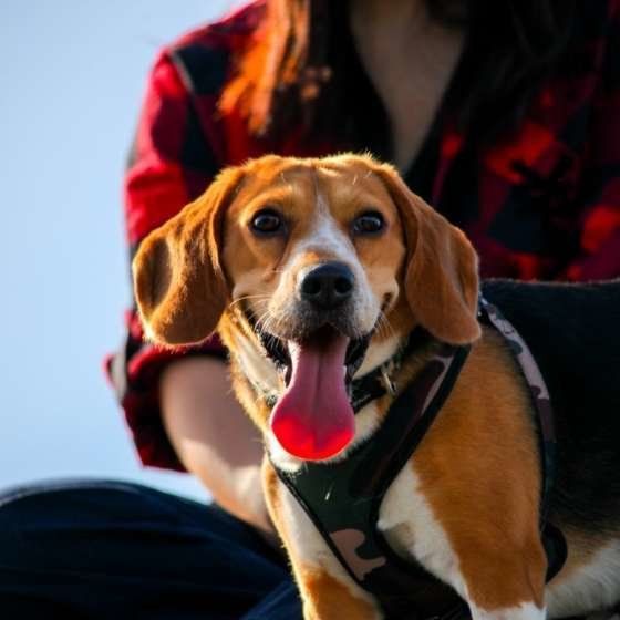 お散歩するビーグル