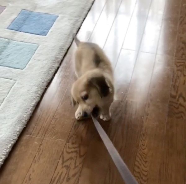 お散歩するカニーンヘン・ダックスフンド