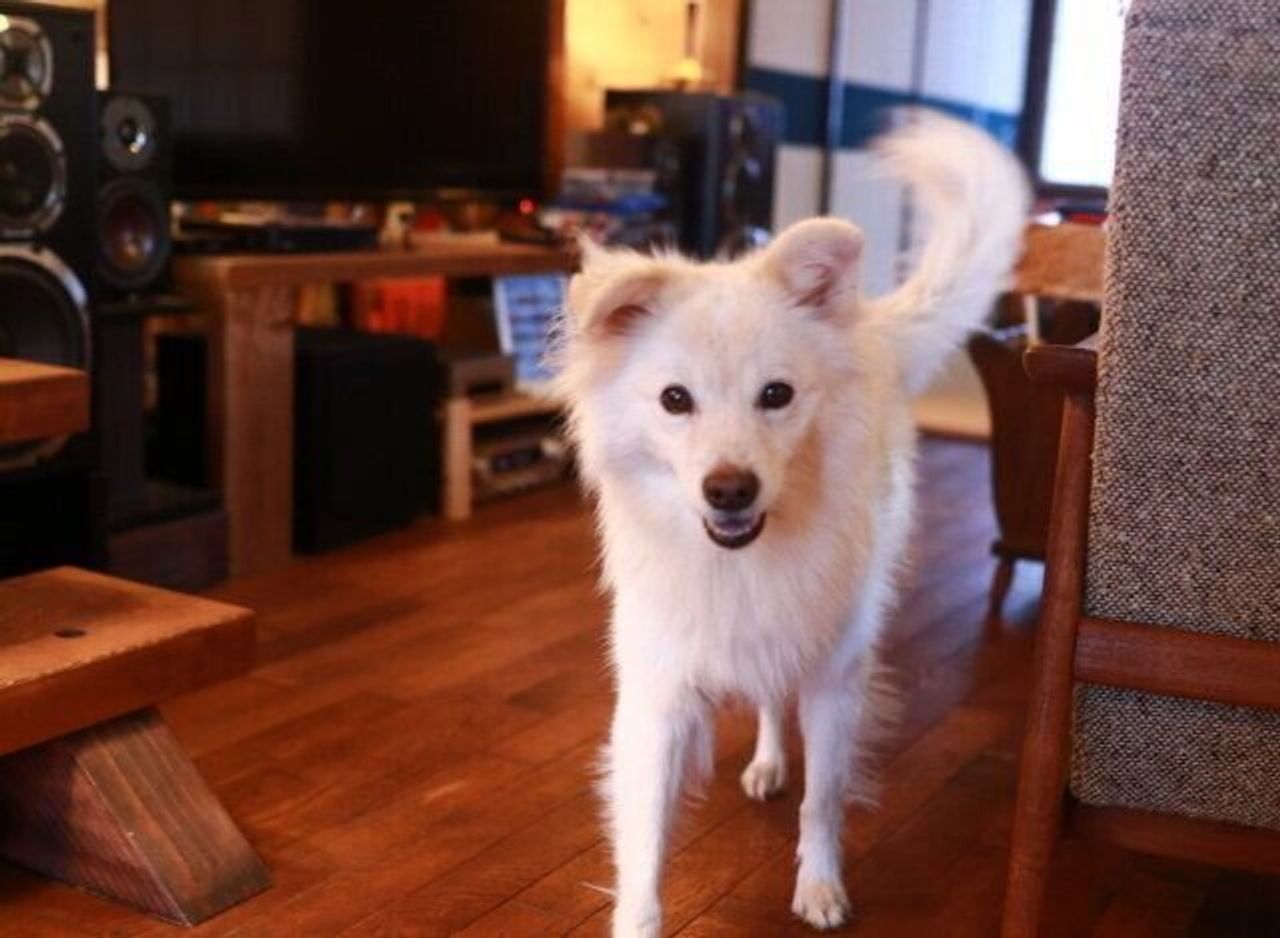 犬と暮らす生活リズム 穴澤賢の犬のはなし いぬのきもちweb Magazine 犬と暮らす生活リズム 穴澤賢の犬のはなし いぬのきもちweb Magazine