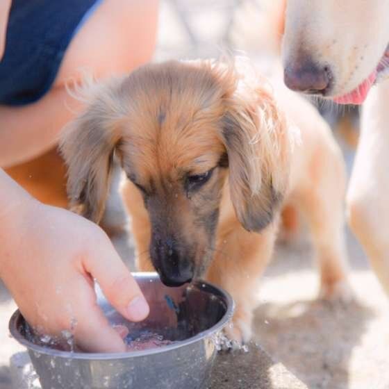 カニーンヘン・ダックスフンド