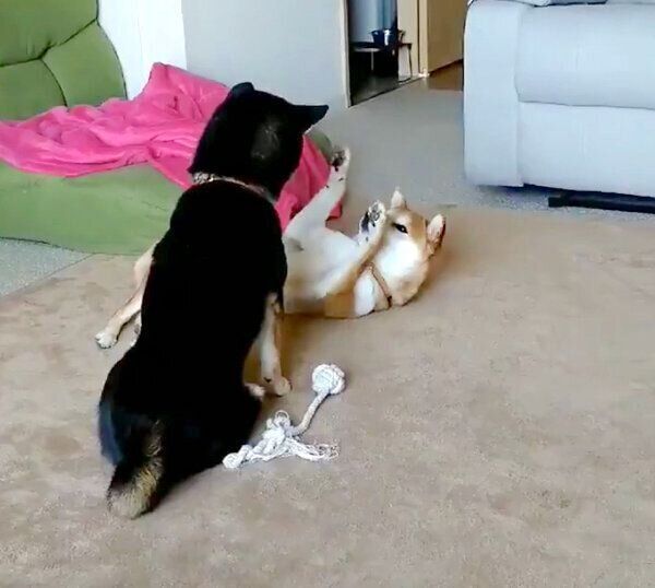 くろ吉くんにチョイチョイするわさびちゃん