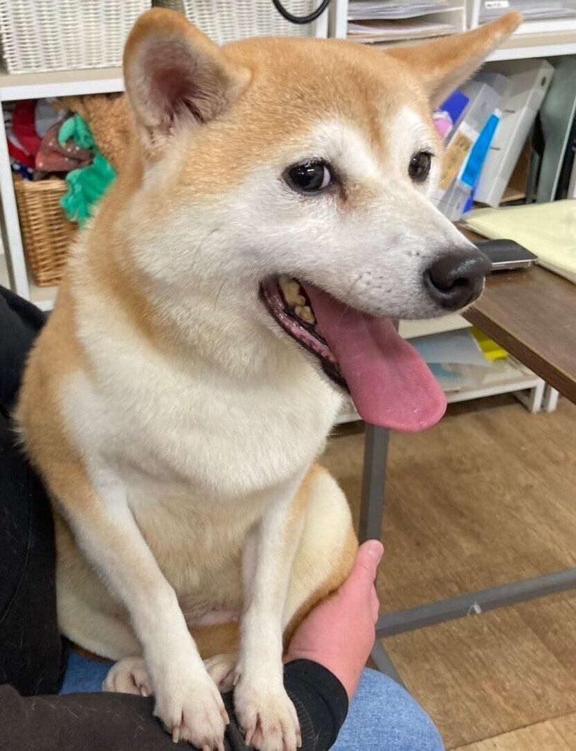 お迎えしたばかりのころのサチちゃん