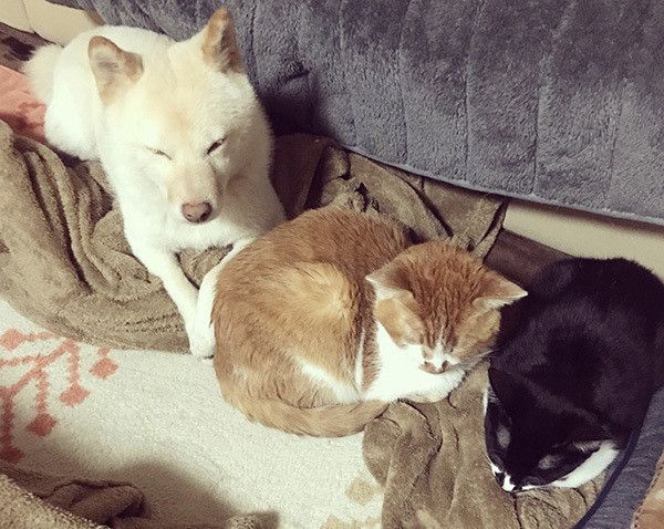 横並びで眠る犬と猫