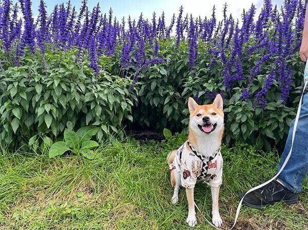 お出かけするきなこちゃん