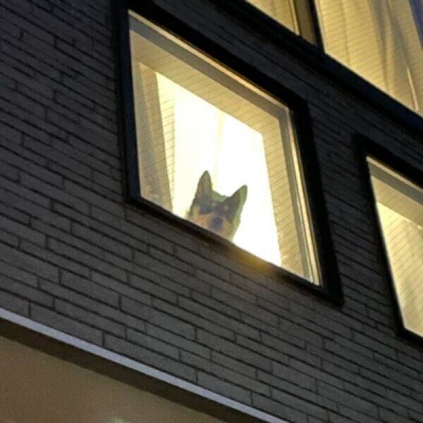 窓から飼い主さんを監視するおはぎちゃん