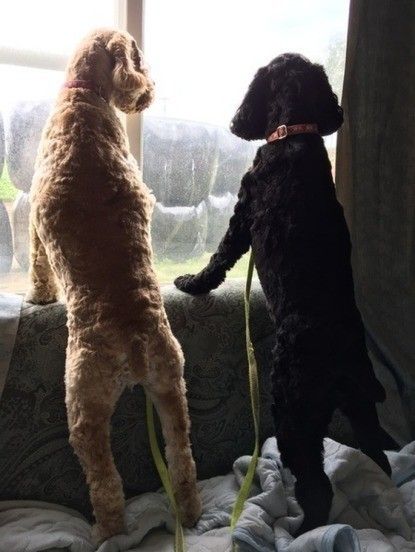 獣医師が解説 犬を多頭飼いするには 知っておくべきメリット デメリットと誤解や注意点 いぬのきもちweb Magazine