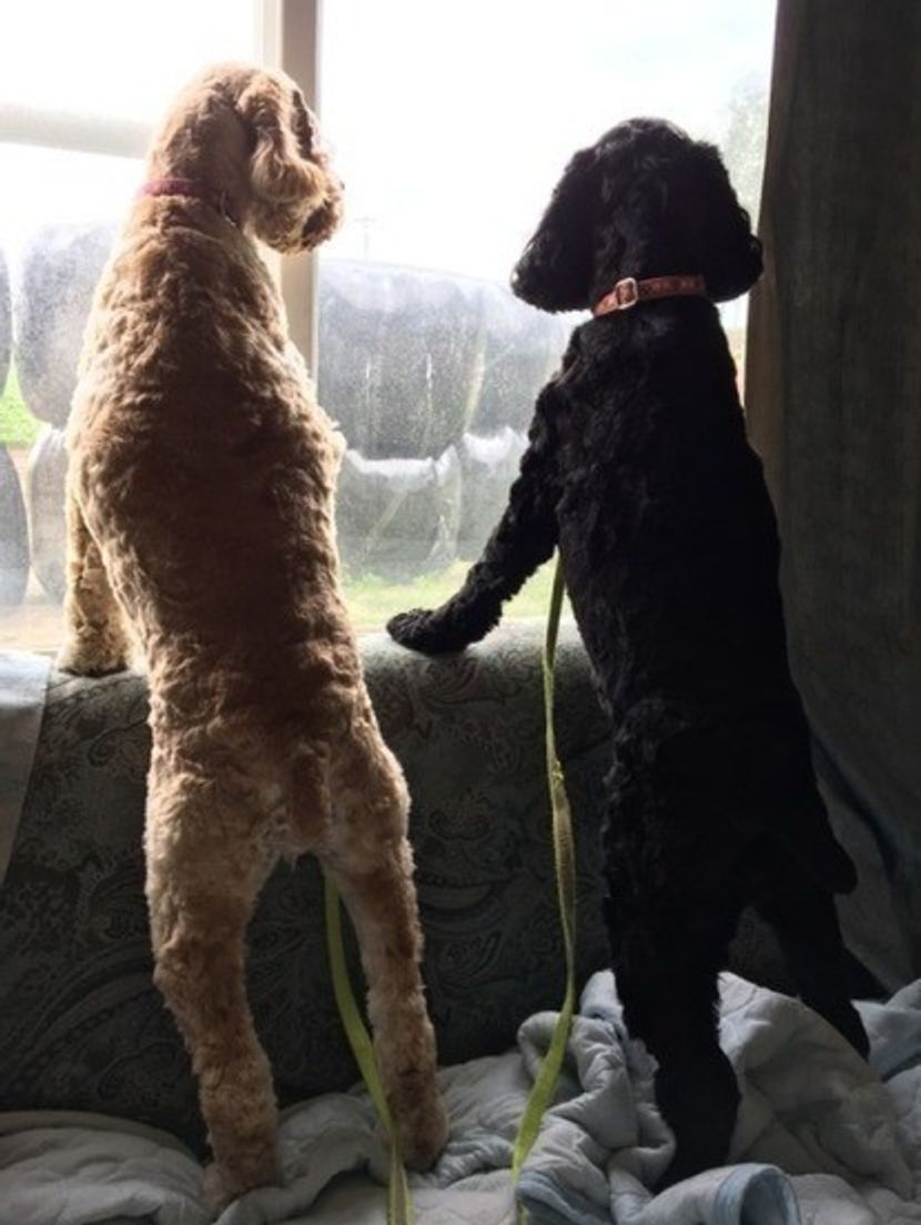 獣医師が解説 犬を多頭飼いするには 知っておくべきメリット デメリットと誤解や注意点 いぬのきもちweb Magazine 獣医師が解説 犬を多頭飼いするには 知っておくべきメリット デメリットと誤解や注意点 いぬのきもちweb Magazine