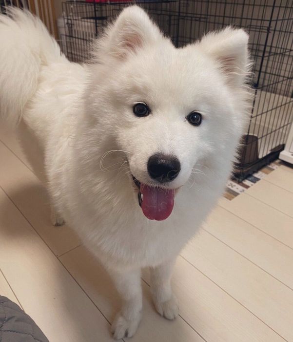 笑顔が可愛いほたてちゃん