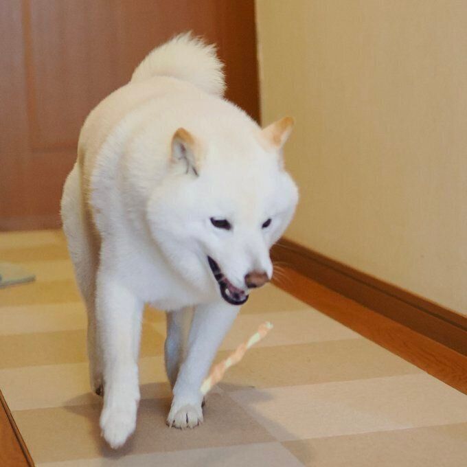 ”取ってこい”をするラッテくん