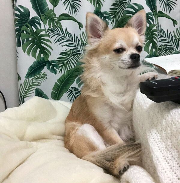 偉そうな態度のちくわくん