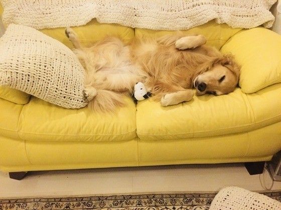 眠るゴールデン・レトリーバー