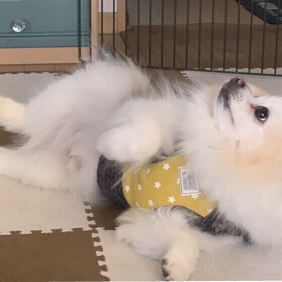 無表情で横になるポメラニアン