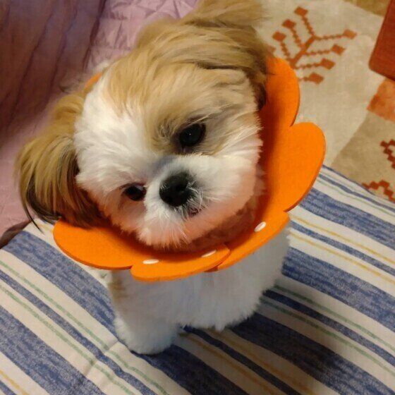 シー・ズー いぬのきもち