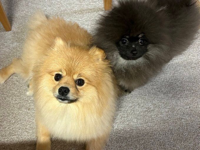 一緒に暮らす先住犬のチャロくん(写真手前)