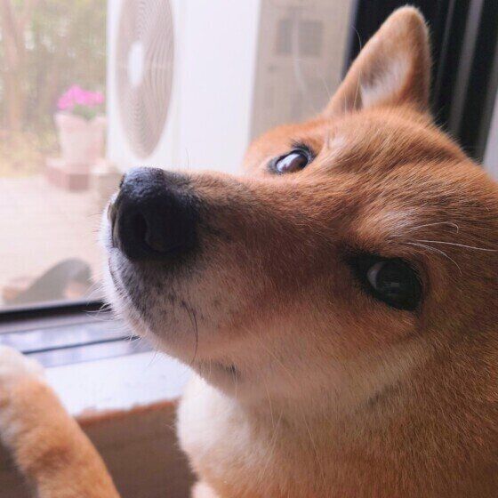 犬が網戸を突き破って脱走する？ 犬と暮らす部屋の窓を網戸にする際の注意点とは 柴犬 いぬのきもち