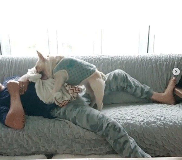 毛布を運ぶフレンチ・ブルドッグ