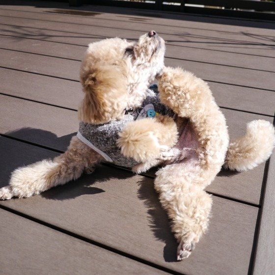 カキカキするトイ・プードル