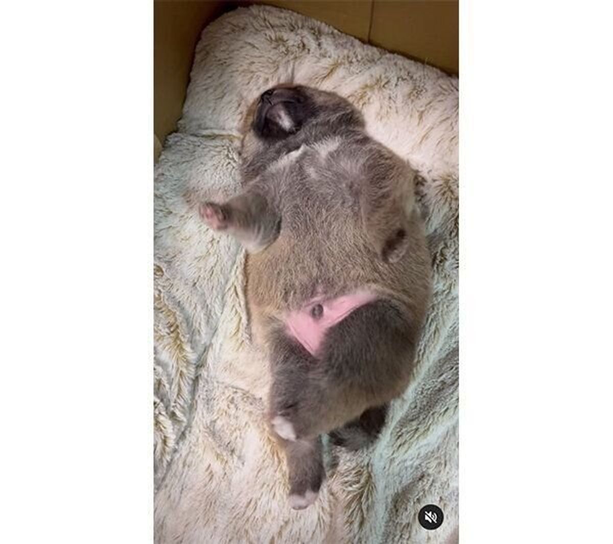 生まれながらにしてこのダンスのセンス 柴の子犬が見せた可愛らしい動きに悶絶 いぬのきもちweb Magazine 生まれながらにしてこのダンスのセンス 柴の子犬が見せた可愛らしい動きに悶絶 いぬのきもちweb Magazine