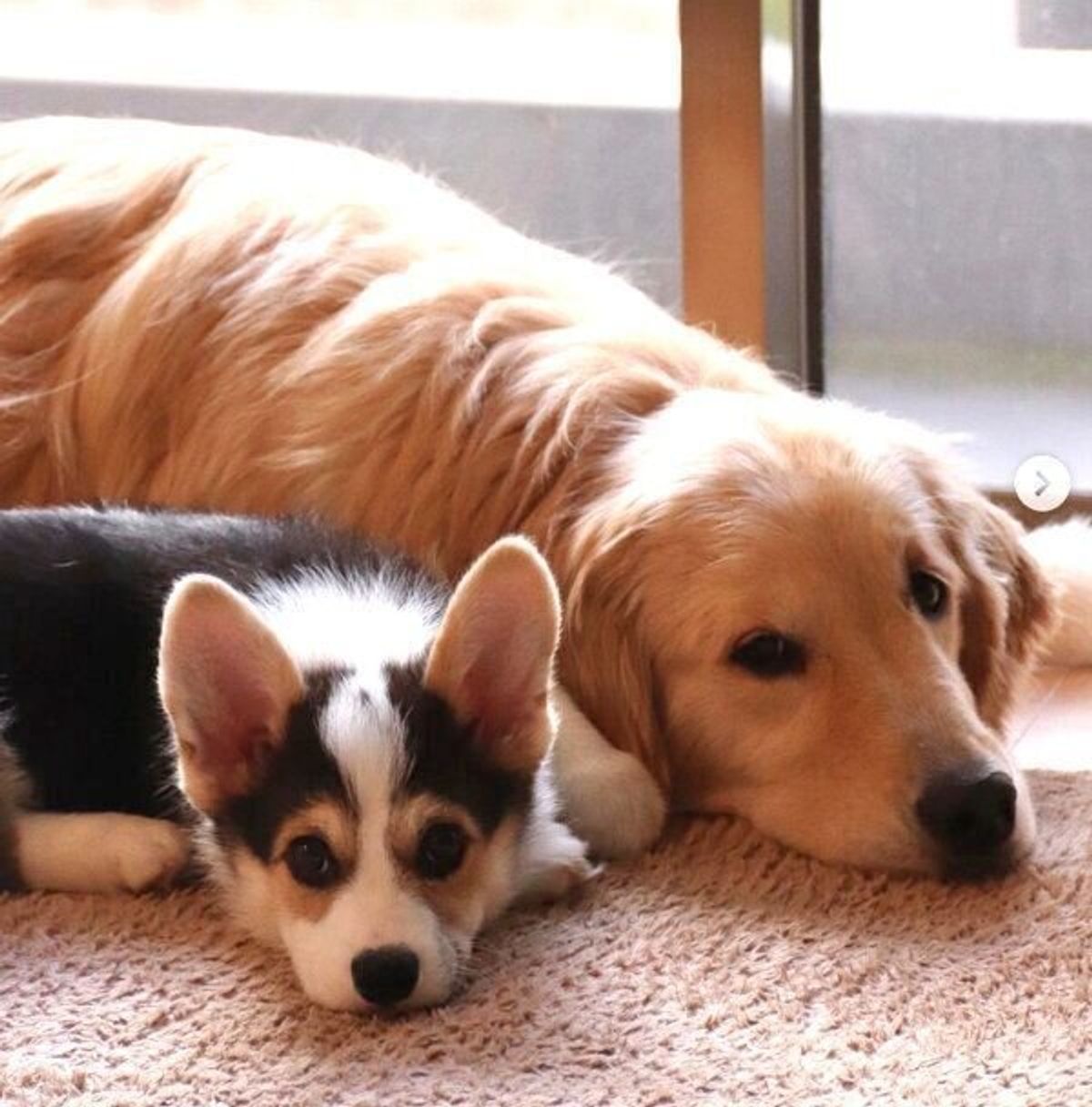 ロープで遊ぶ と新入りの子犬を遊びに誘う犬 優しさあふれる行動が微笑ましい いぬのきもちweb Magazine ロープで遊ぶ と新入りの子犬を遊びに誘う犬 優しさあふれる行動が微笑ましい いぬのきもちweb Magazine