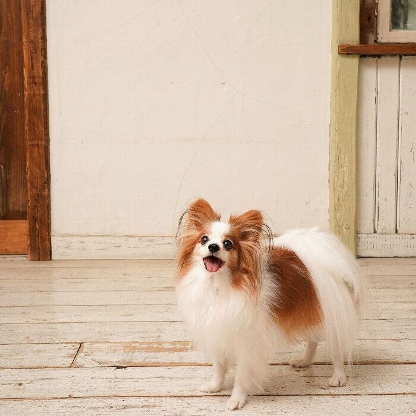 愛犬に 大好き と思ってもらうために 今日からできるモーニングルーティン いぬのきもちweb Magazine 愛犬に 大好き と思ってもらうために 今日からできるモーニングルーティン いぬのきもちweb Magazine