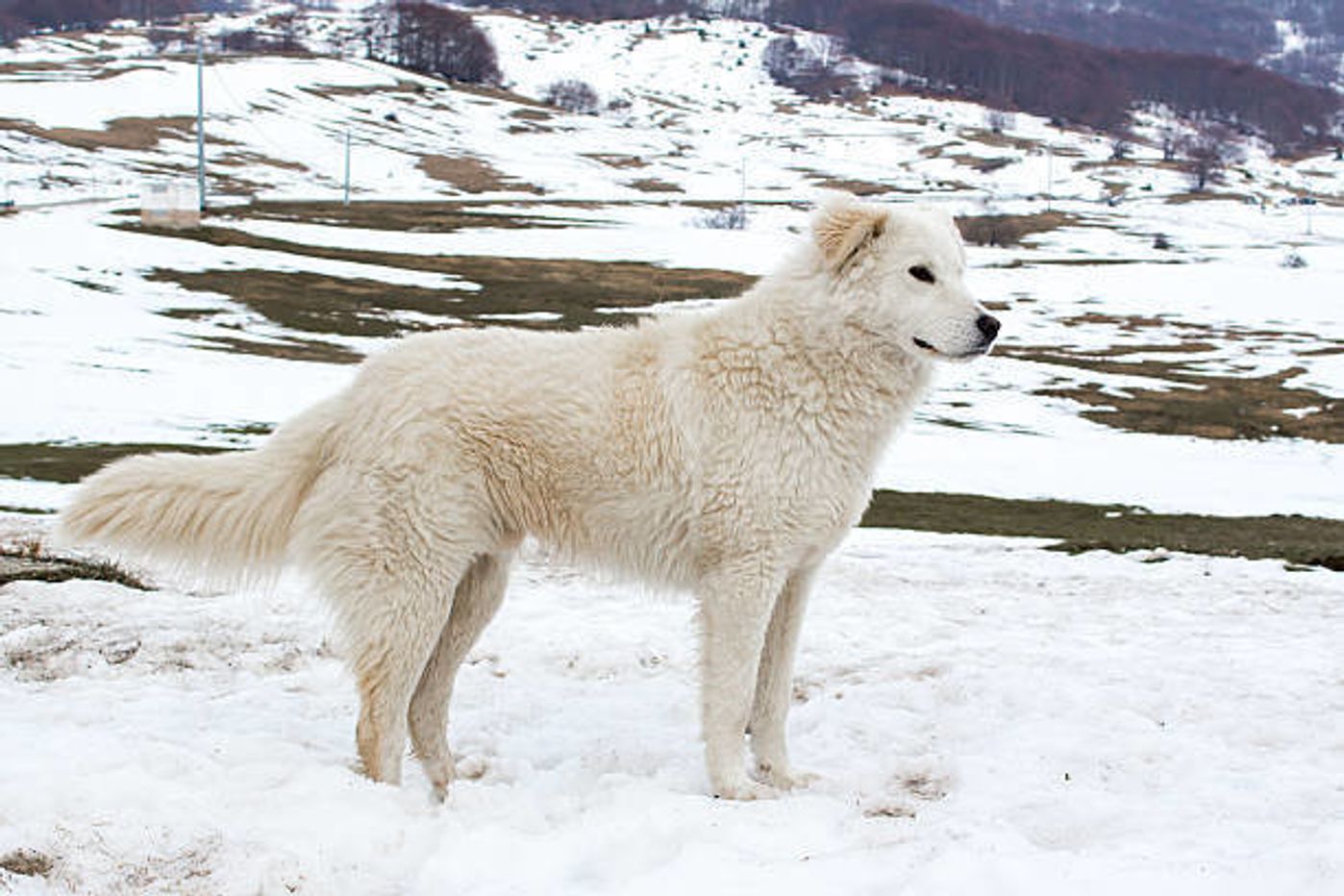 マレンマ シープドッグの特徴 性格 最新価格と飼い方 いぬのきもち 犬図鑑 いぬのきもちweb Magazine マレンマ シープドッグの特徴 性格 最新価格と飼い方 いぬのきもち 犬図鑑 いぬのきもちweb Magazine